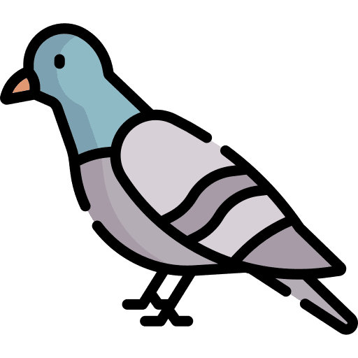 Pigeon zoo pigeon ornithology icon