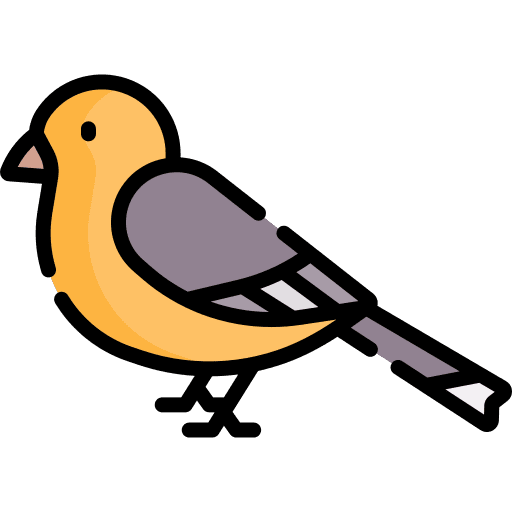 Robin robin animal ornithology icon