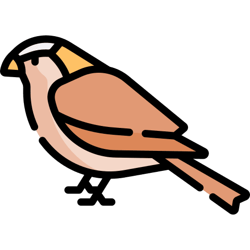 Sparrow ornithology sparrow zoo icon