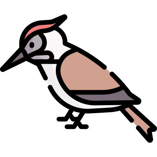 Woodpecker woodpecker bird zoo icon