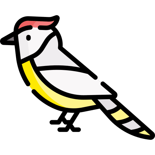 Cockatoo animal ornithology zoo icon