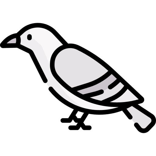 Dove bird dove animal icon