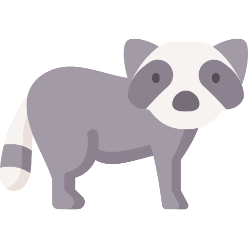 Racoon racoon animals animal kingdom icon