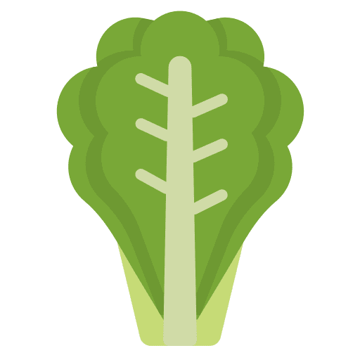 Lettuce vegan healthy food vegetable icon