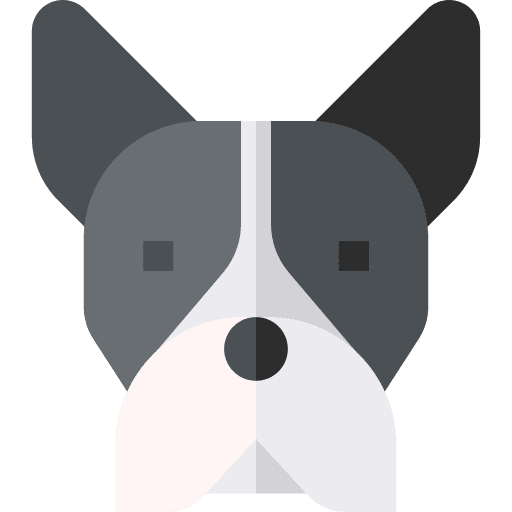 Boston terrier animal boston terrier pet icon