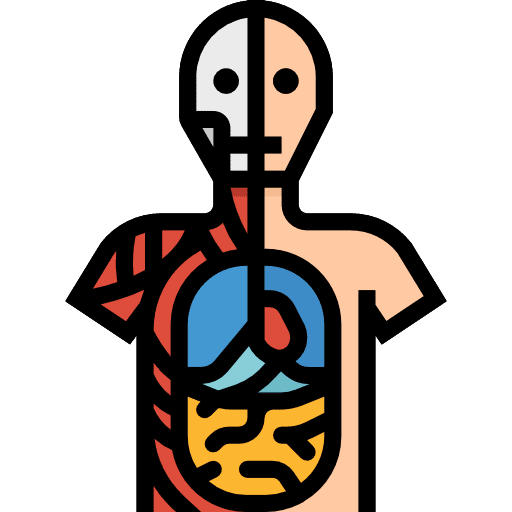 Anatomy medicine anatomy stomach icon