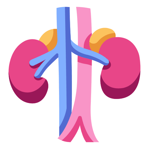 Kidneys healthcare and medical body organ icon