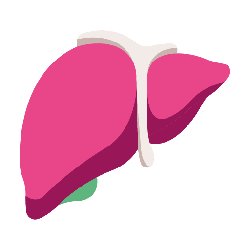 Liver medical organ body icon
