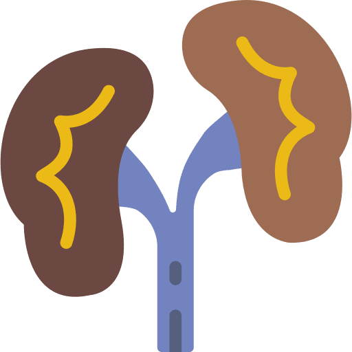 Kidneys urologist anatomy kidneys icon