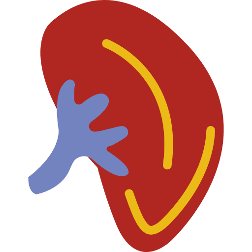 Kidney medical urologist kidney icon