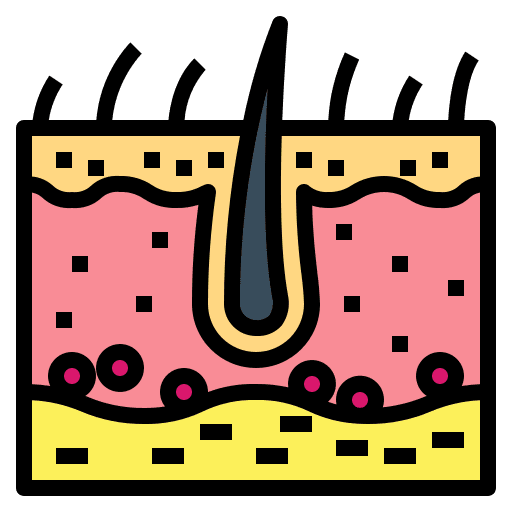 Epidermis epidermis healthcare and medical medicine icon