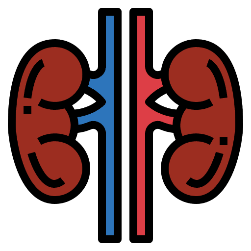 Kidneys organ healthcare and medical kidney icon