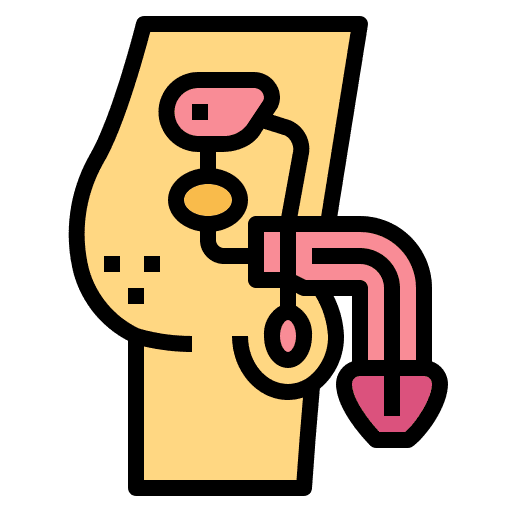 Penis anatomy healthcare and medical urology icon