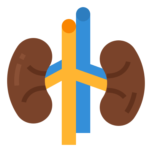 Kidney kidney urologist healthcare and medical icon