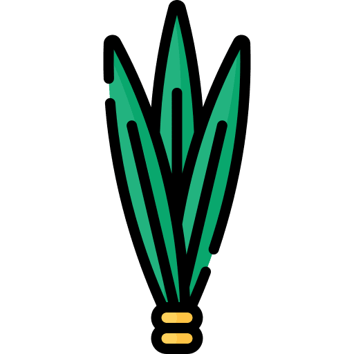Calamus botanical plant nature icon
