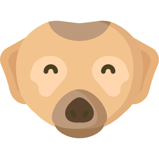 Meerkat mammal animals zoo icon