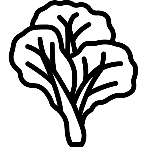 Cabbage nature farming and gardening greens icon