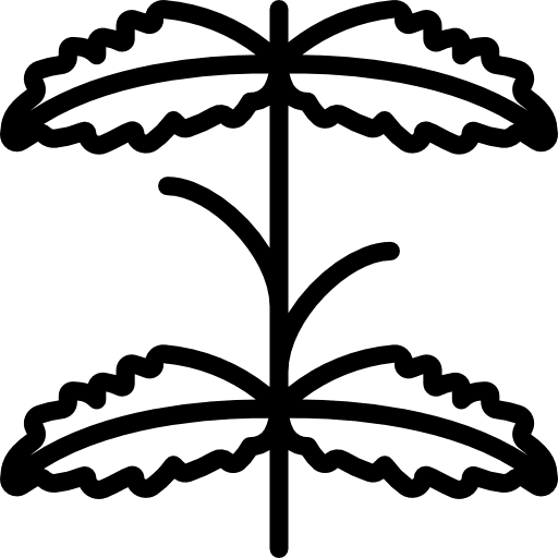 Mint peppermint nature botanical icon