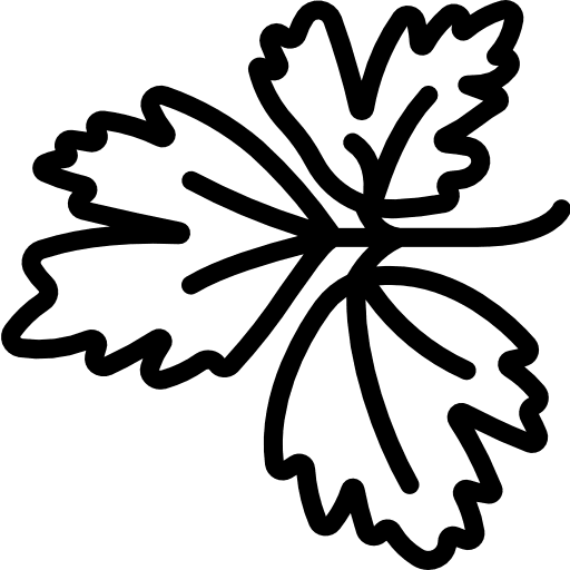 Parsley blossom plant nature icon