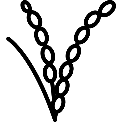 Rice grain plant nature icon