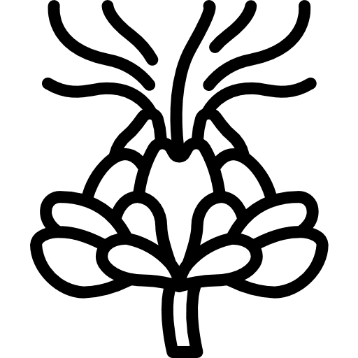 Safflower nature petals blossom icon