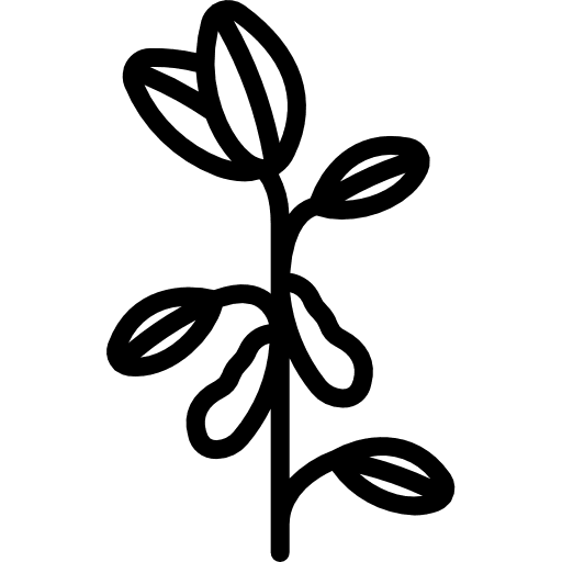 Soybean plant farming and gardening nature icon