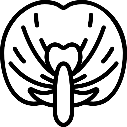 Pea floral farming and gardening botanical icon