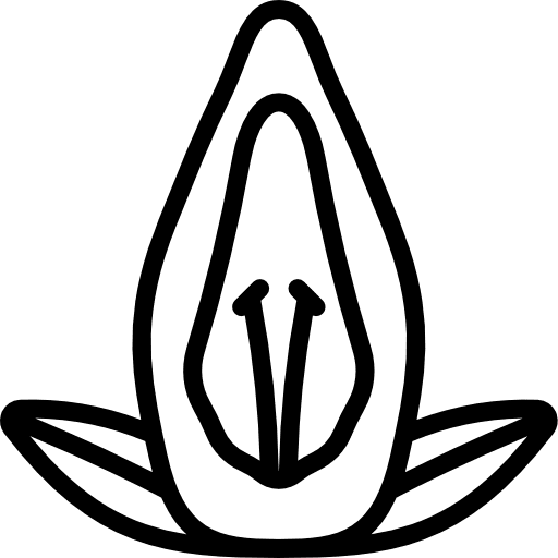 Acanthaceae plant nature farming and gardening icon