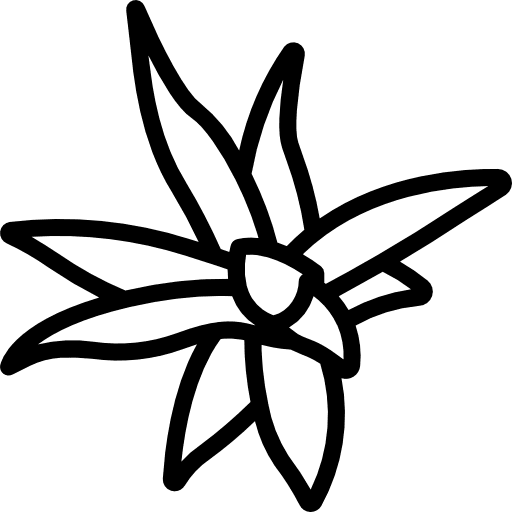 Bromeliaceae bromeliaceae leaves nature icon