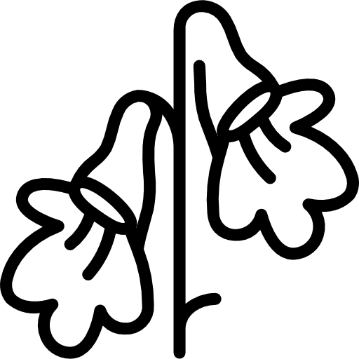 Gesneriad blossom gesneriad flower icon