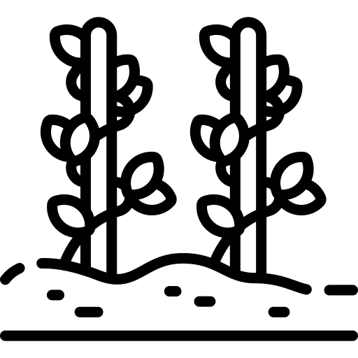 Vineyard plant grapes nature icon