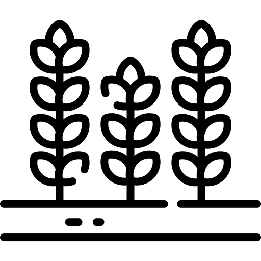 Wheat plantation wheat nature icon