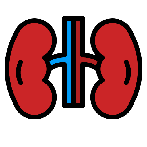 Kidney body part kidney anatomy icon