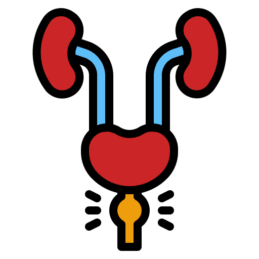 Prostate masculine body anatomy icon