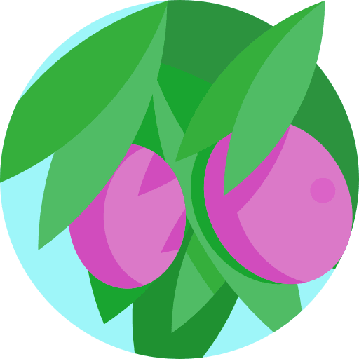 Olive organic oil vegetable icon