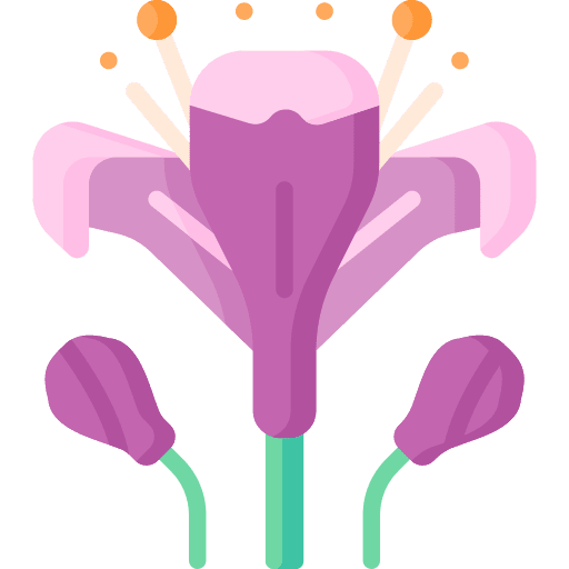 Alstroemeria botanical flowers plant icon Alstroemeria botanical flowers plant icon