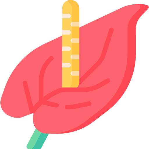 Anthurium anthurium plant botanical icon