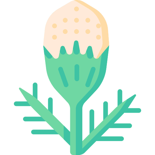 Pineappleweed pineappleweed blossom petals icon Pineappleweed pineappleweed blossom petals icon