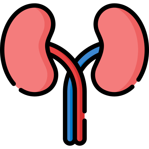 Kidneys body part kidneys human body icon