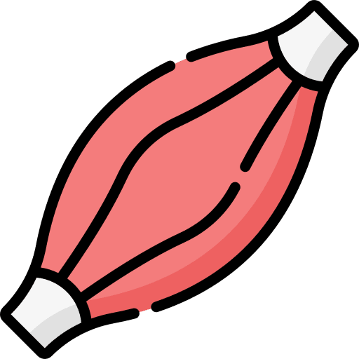 Muscle body part muscle human body icon