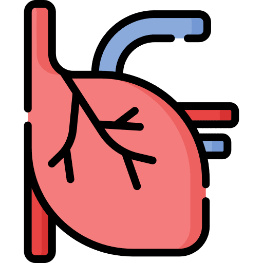 Heart muscle circulatory system heart icon Heart muscle circulatory system heart icon