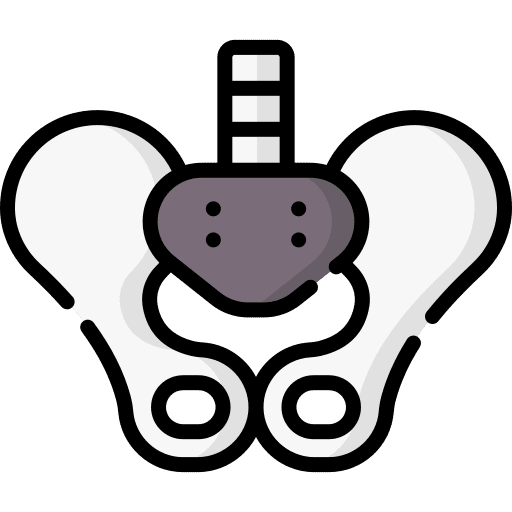 Pelvis anatomy pelvis body part icon Pelvis anatomy pelvis body part icon