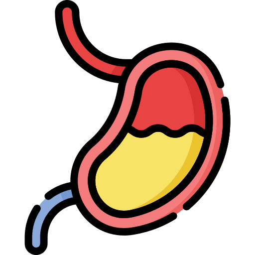 Stomach human body body part anatomy icon Stomach human body body part anatomy icon