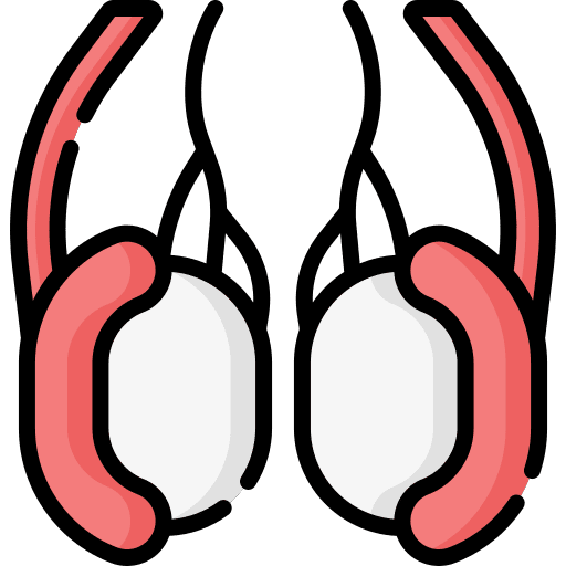 Testicles reproduction body part healthcare and medical icon Testicles reproduction body part healthcare and medical icon