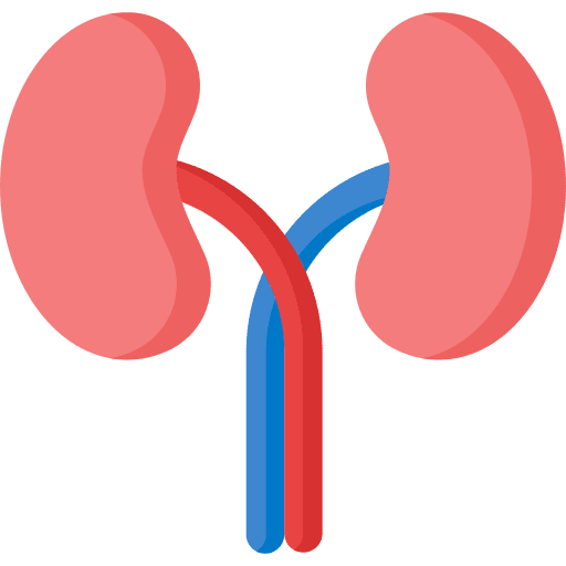 Kidneys body organ human body urologist icon