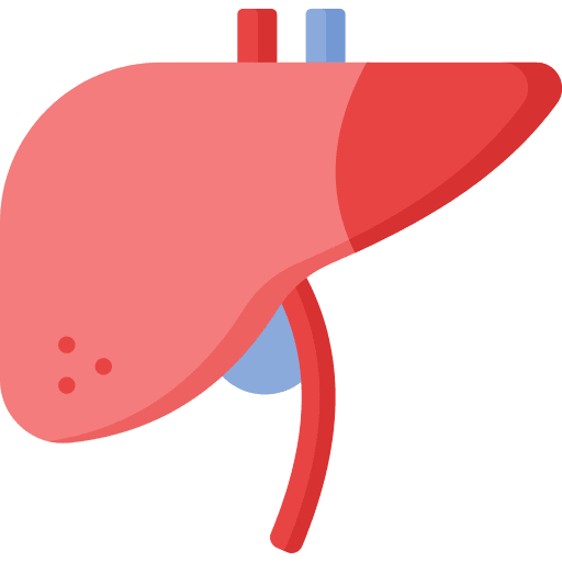Liver anatomy body part liver icon