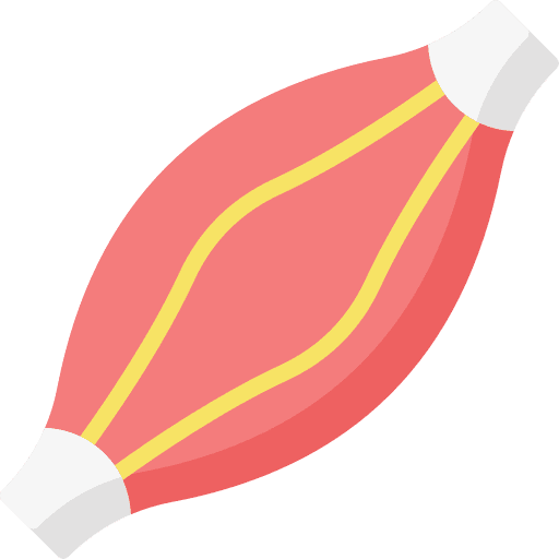 Muscle muscular muscle tissue icon