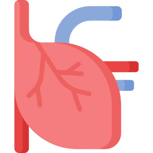 Heart body part body organ human body icon Heart body part body organ human body icon