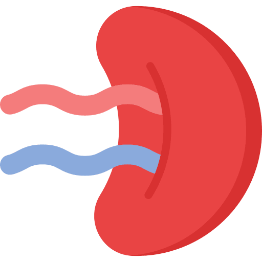 Spleen spleen body part immune system icon Spleen spleen body part immune system icon
