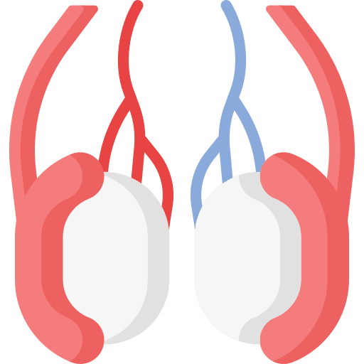 Testicles reproduction healthcare and medical body organ icon Testicles reproduction healthcare and medical body organ icon